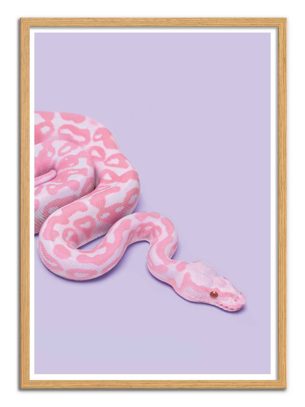 Pink Snake Plakat