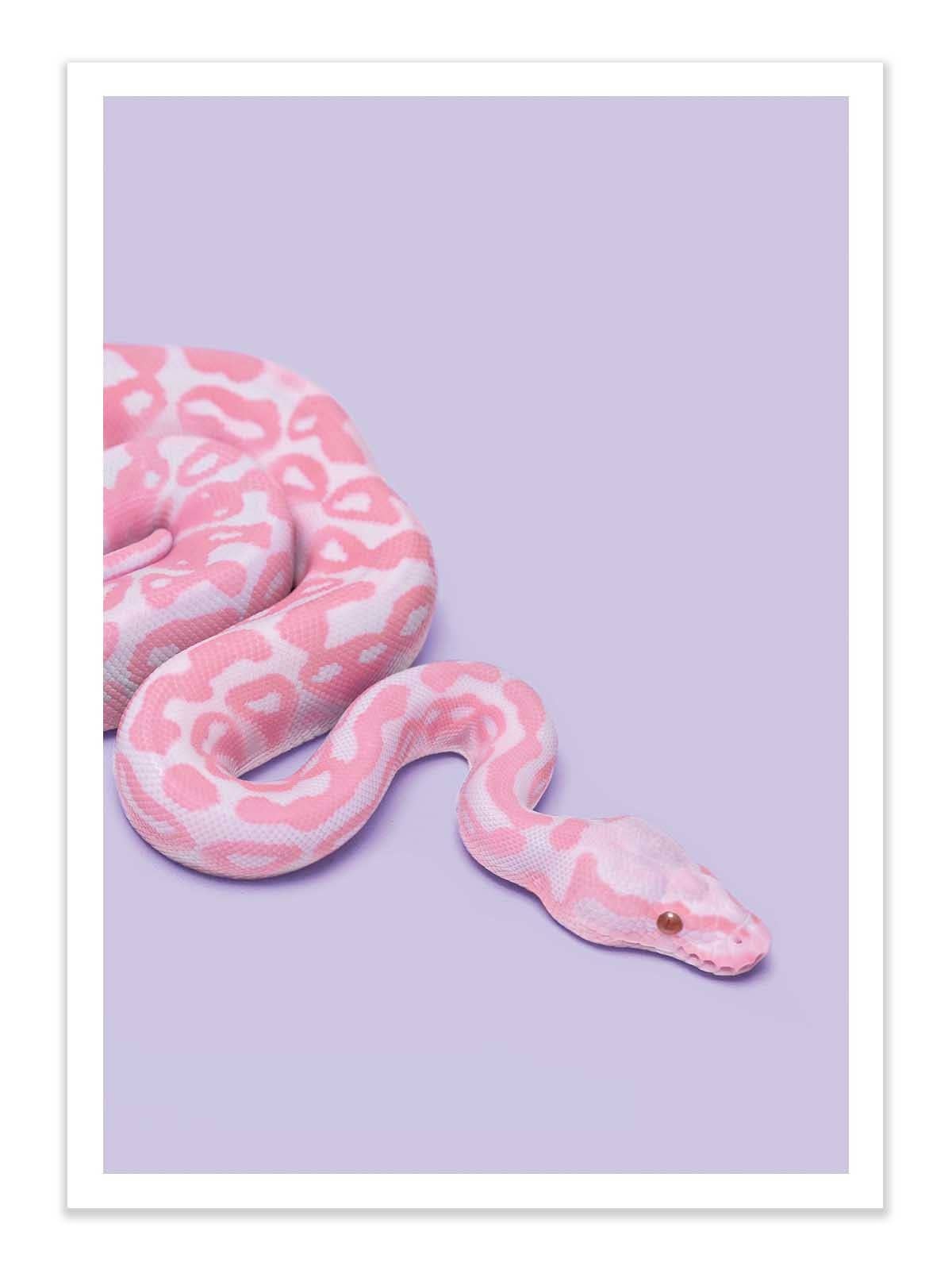 Pink Snake Plakat