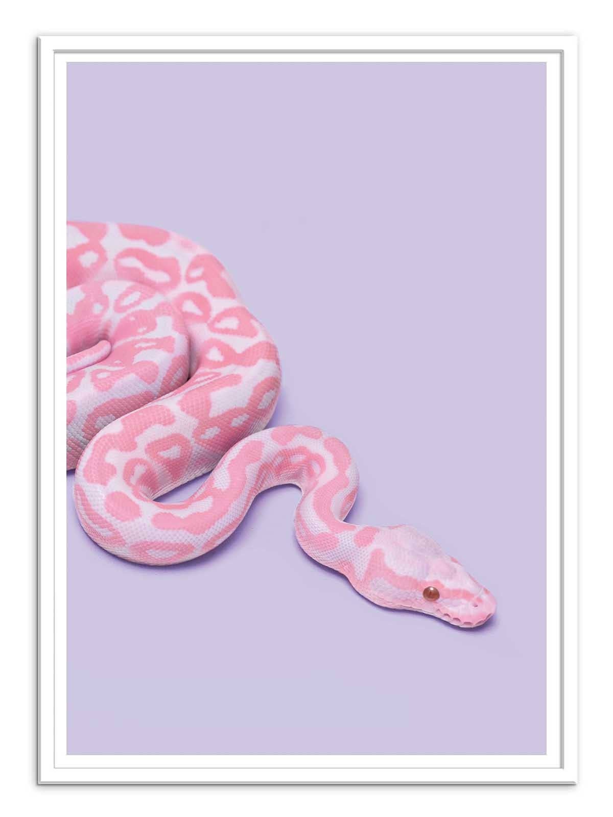 Pink Snake Plakat