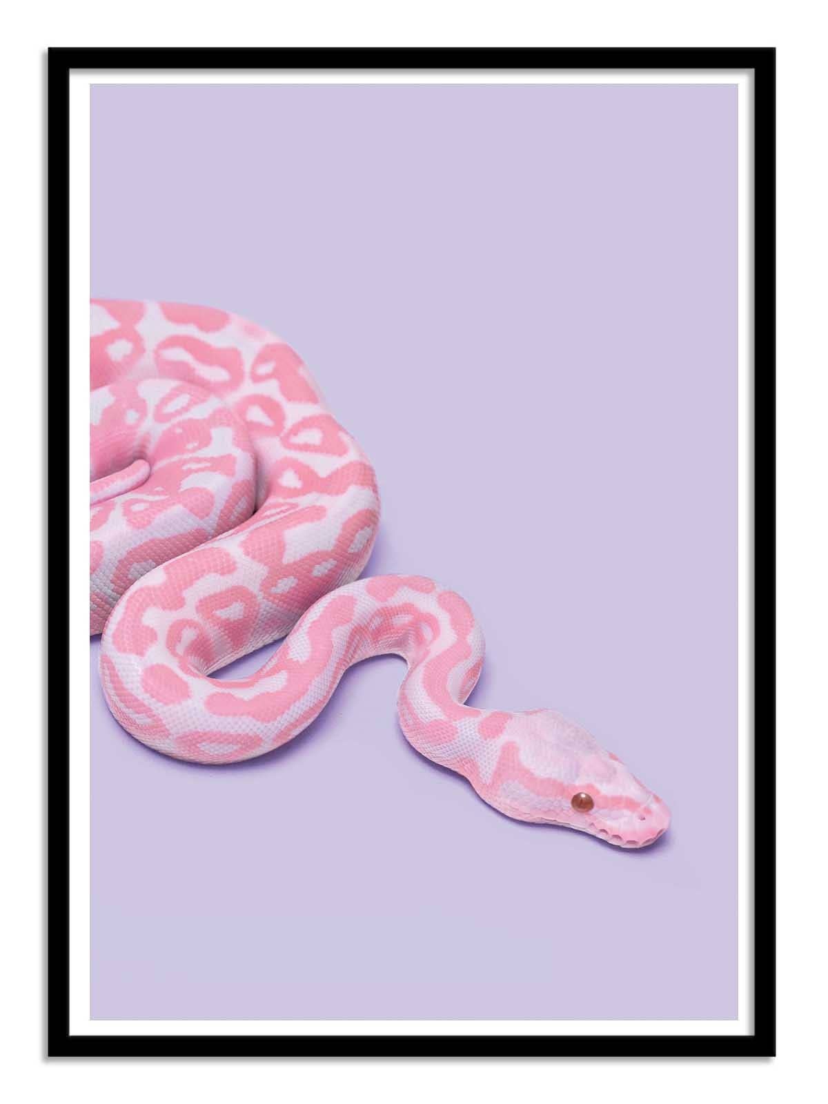 Pink Snake Plakat